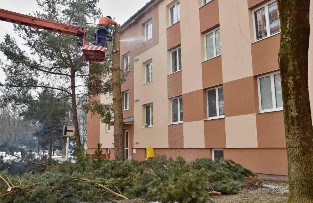 V Brezne pokračuje výrub drevín, občania majú o odstránenie nežiaducich stromov veľký záujem
