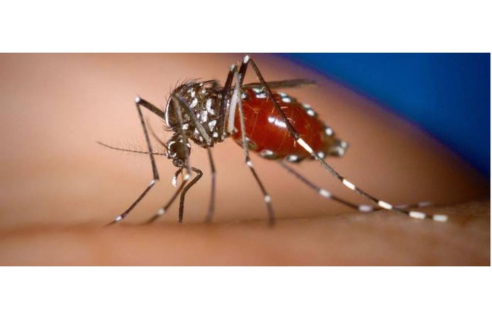 Kvôli vysokým teplotám sa rozmnožili tropické komáre, prenášajú vážne choroby