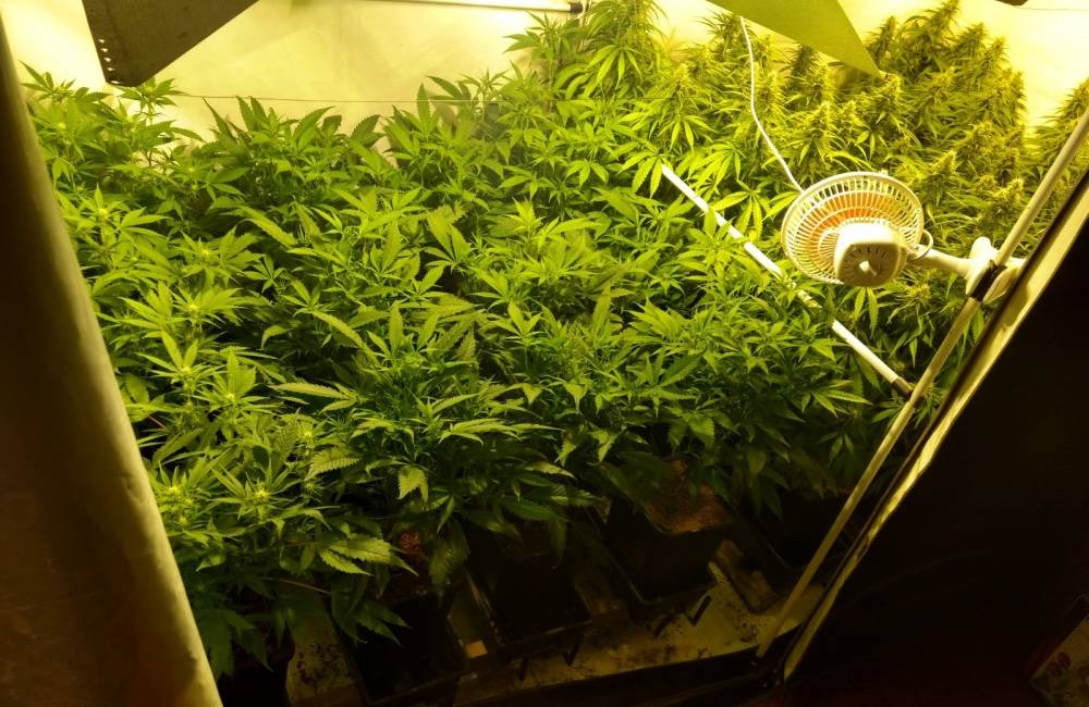 Foto: Polícia odhalila laboratórium na pestovanie marihuany v obci Čierny Balog