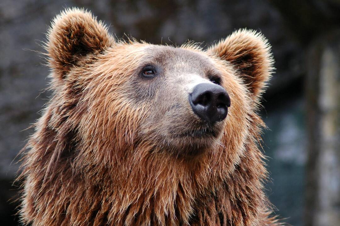 Medvede môžu útočiť aj v Banskobystrickom kraji. Za rizikové označili viaceré okresy