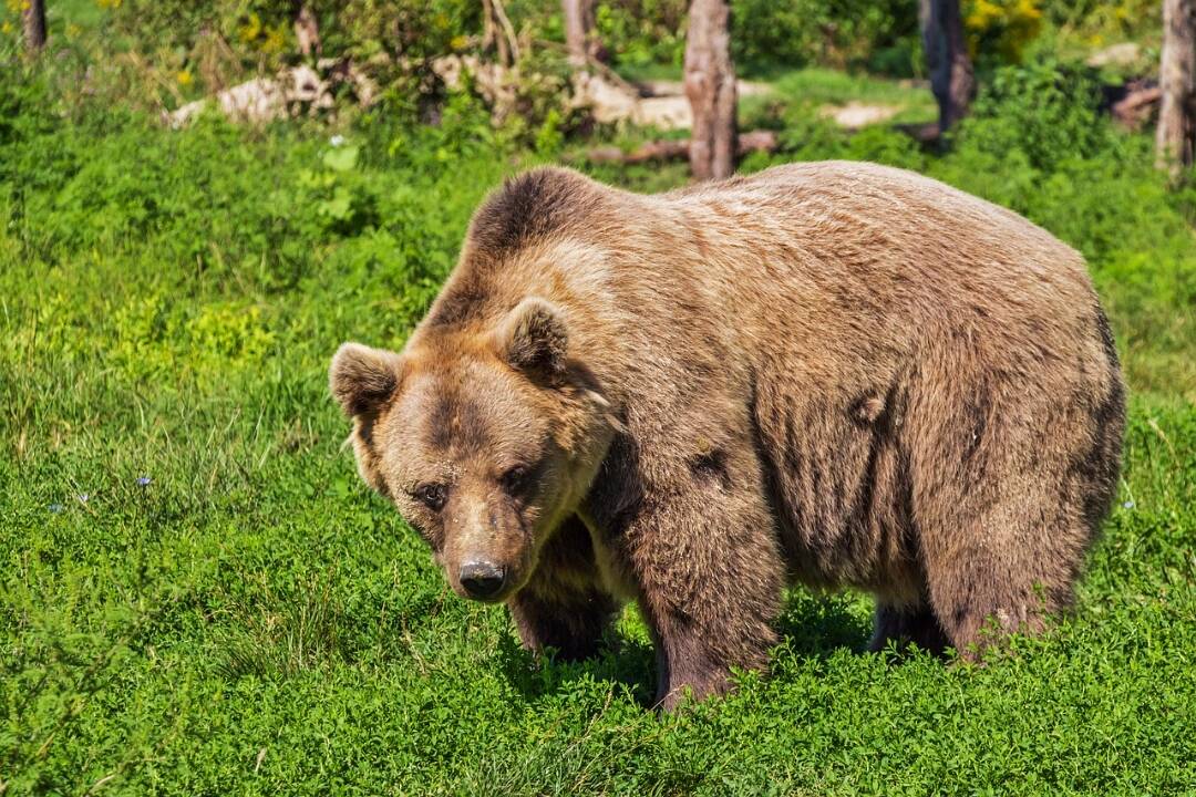 V obci pri Banskej Bystrici spozorovali medveďa, vyhnite sa tejto lokalite