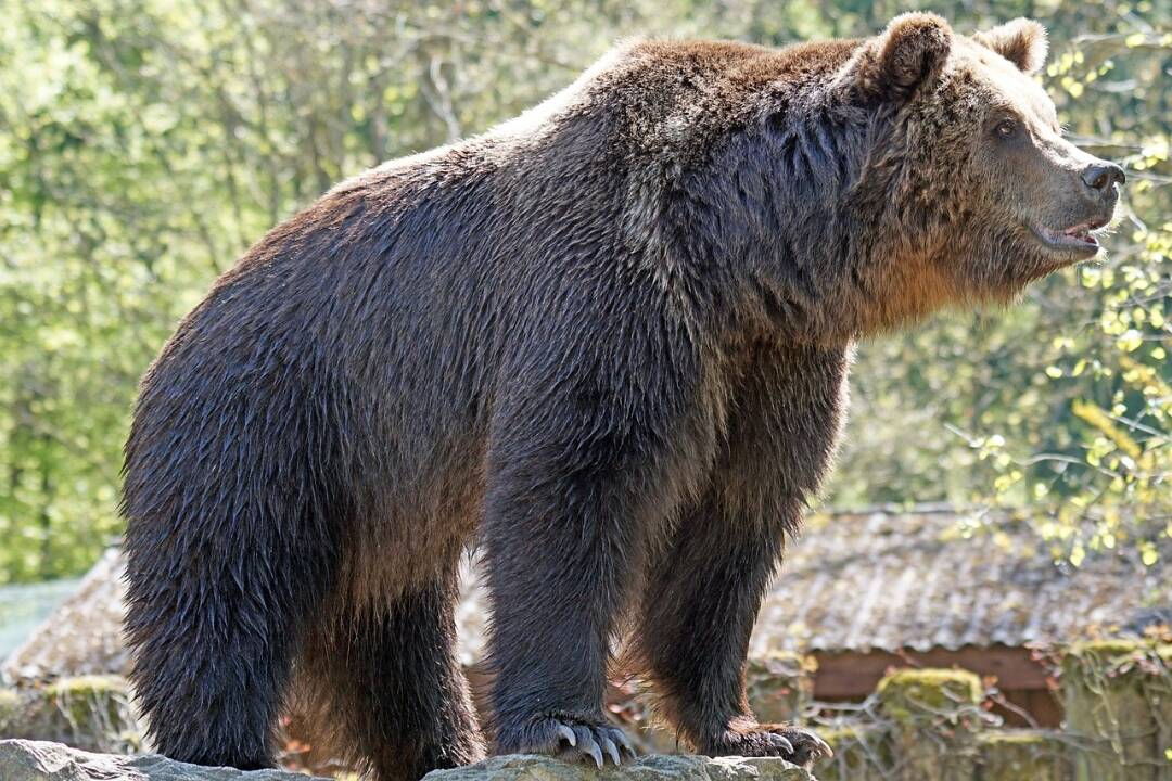 Kraj vyhlasuje mimoriadnu situáciu, problémy s medveďmi sa stupňujú