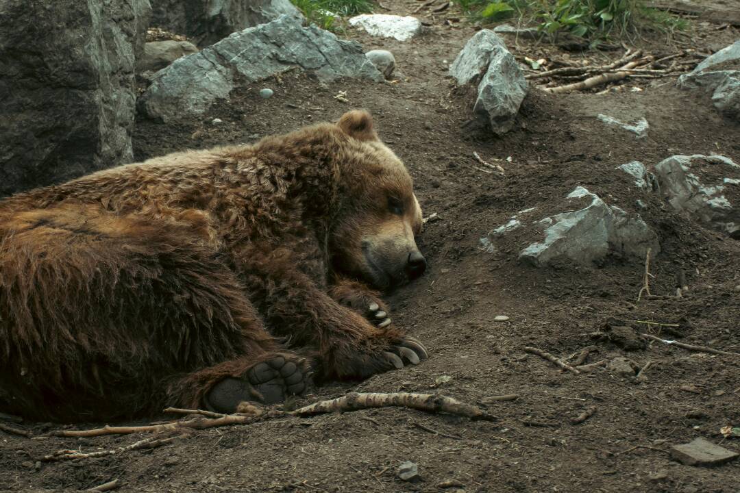 V Detve našli mŕtveho medveďa. Vyšetrovateľ začal trestné stíhanie