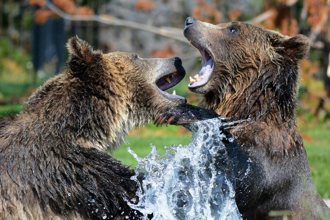 Ľudí v Banskobystrickom kraji desia medvede. Ako sa im vyhnúť a čo robiť, ak ich stretnete?