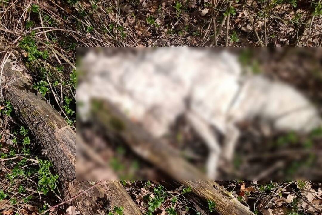 FOTO: Smutný osud psíka pri Krupine. Jeho mŕtve telo si ľudia nevšímali niekoľko týždňov