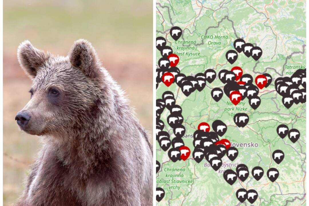 Foto: V obci neďaleko Lučenca videli medvedicu s mladým. Obyvatelia sú vyzvaní k zvýšenej opatrnosti