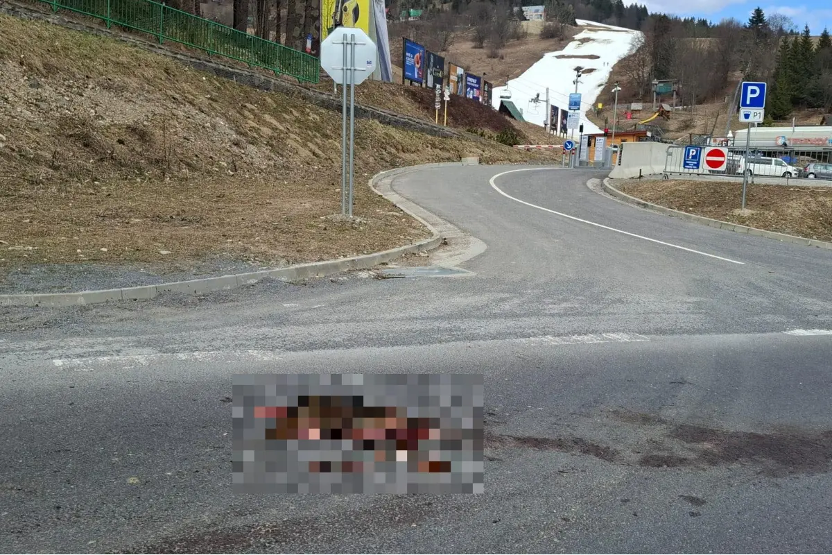 FOTO: Na Donovaloch neznámy vodič zrazil medvedíka čistotného, záber nie je vhodný pre citlivé povahy