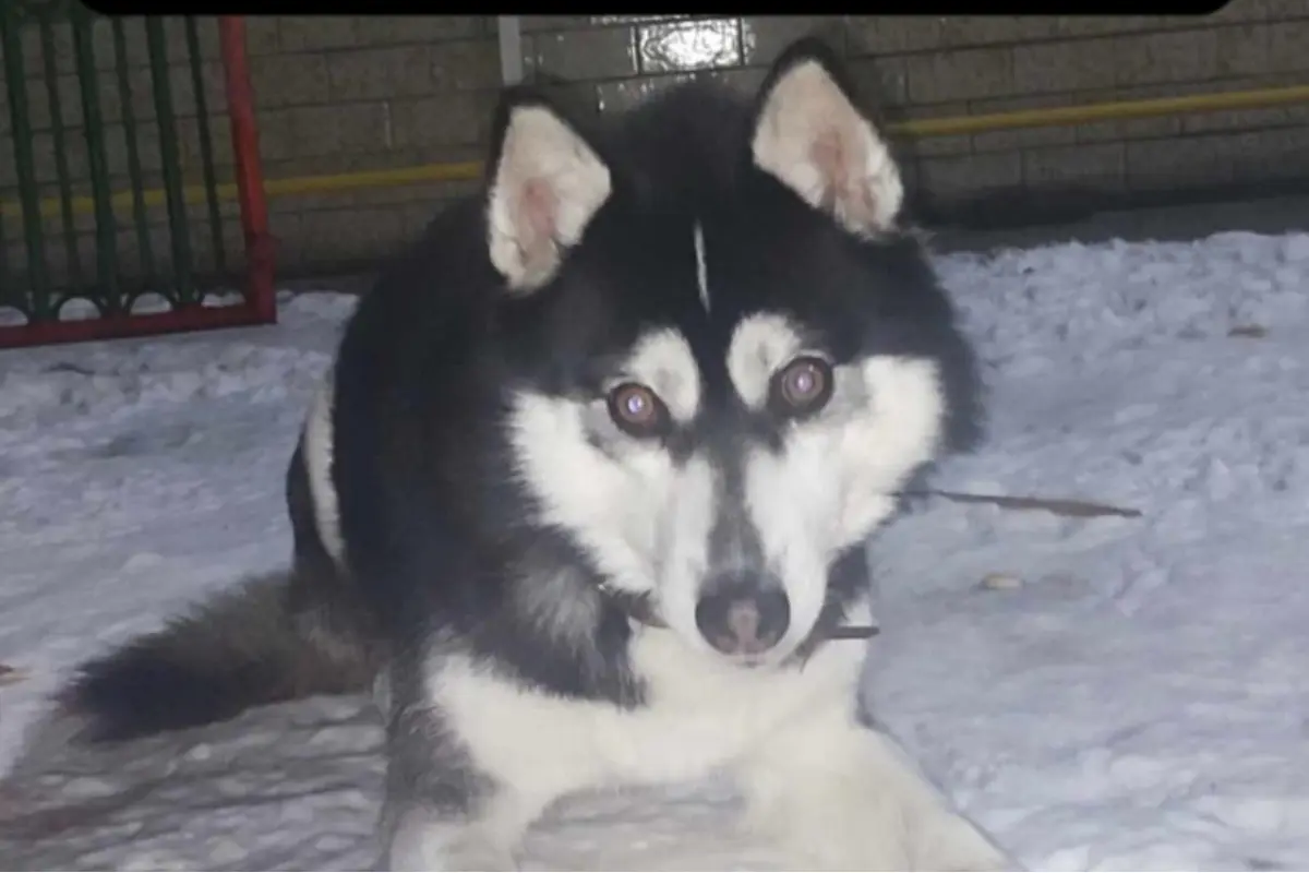 Foto: Psík z okolia Novej Bane potrebuje okamžitú pomoc, ak sa ho nik neujme, čoskoro zomrie