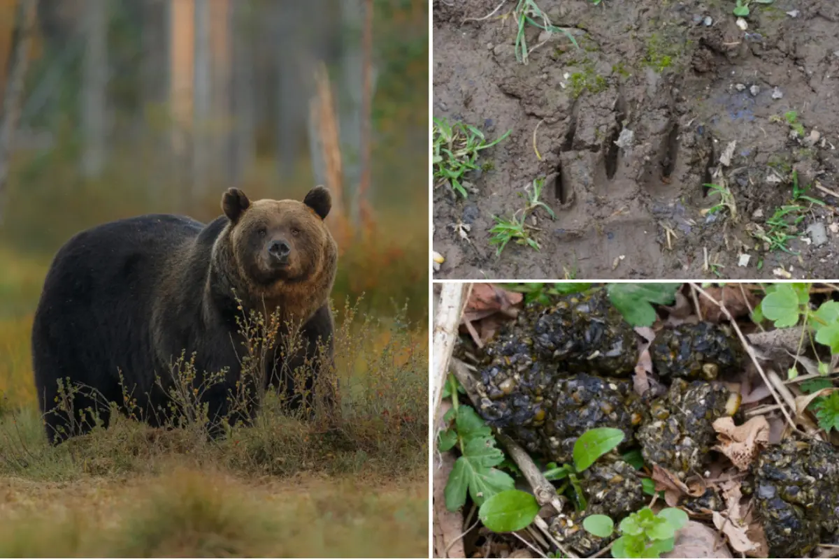 Foto: Po tragickom útoku medveďa v Detve niekto zasypal stopy vápnom, miestni majú strach