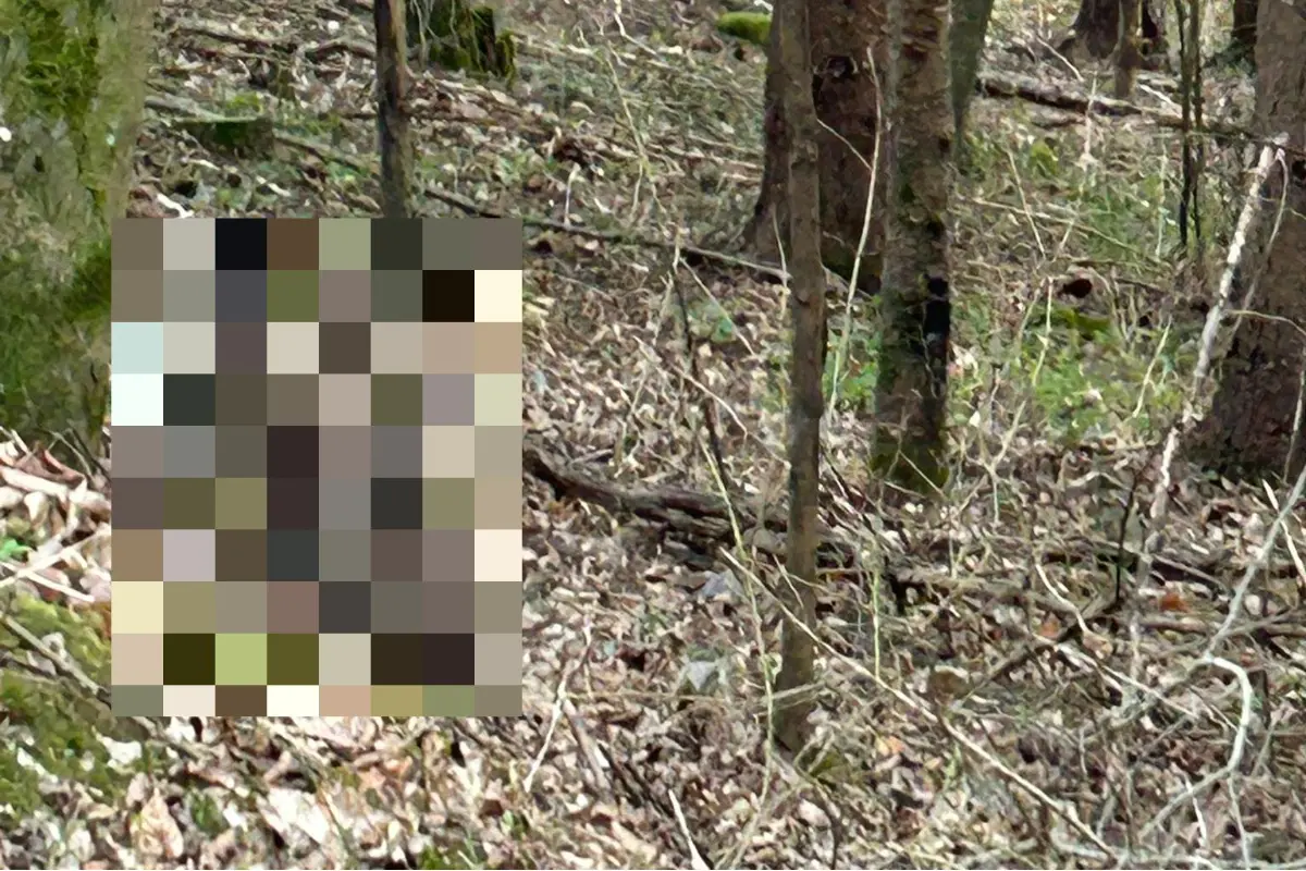 FOTO: Pri Zvolene odfotili plaché nočné zviera, ktoré väčšina ľudí nestretne celý život, záber všetkých nadchol