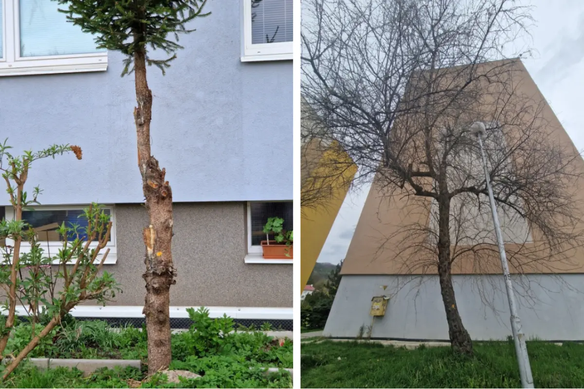 FOTO: Na sídlisku Podlavice v Bystrici plánujú vyrúbať stromy, viacerí miestni s tým nesúhlasia