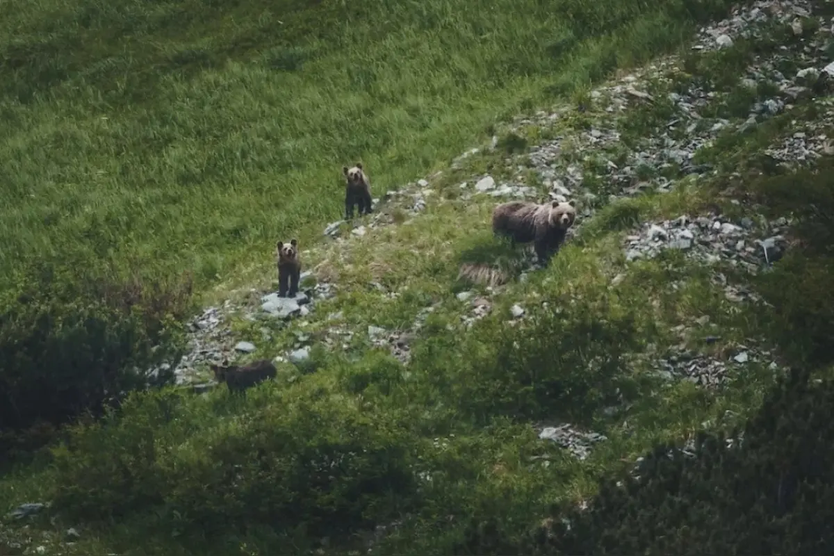 Foto: V okrese Detva boli usmrtené dva medvede. Envirorezort už vyhodnocuje aj ďalšie výnimky na ich odlov