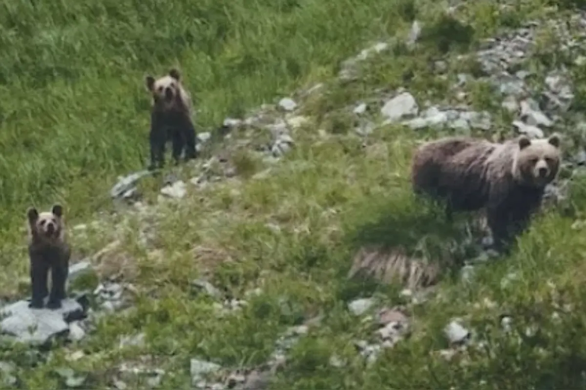 Foto: Pri obci neďaleko Žiaru nad Hronom sa pohybovala medvedica s dvomi mláďatami