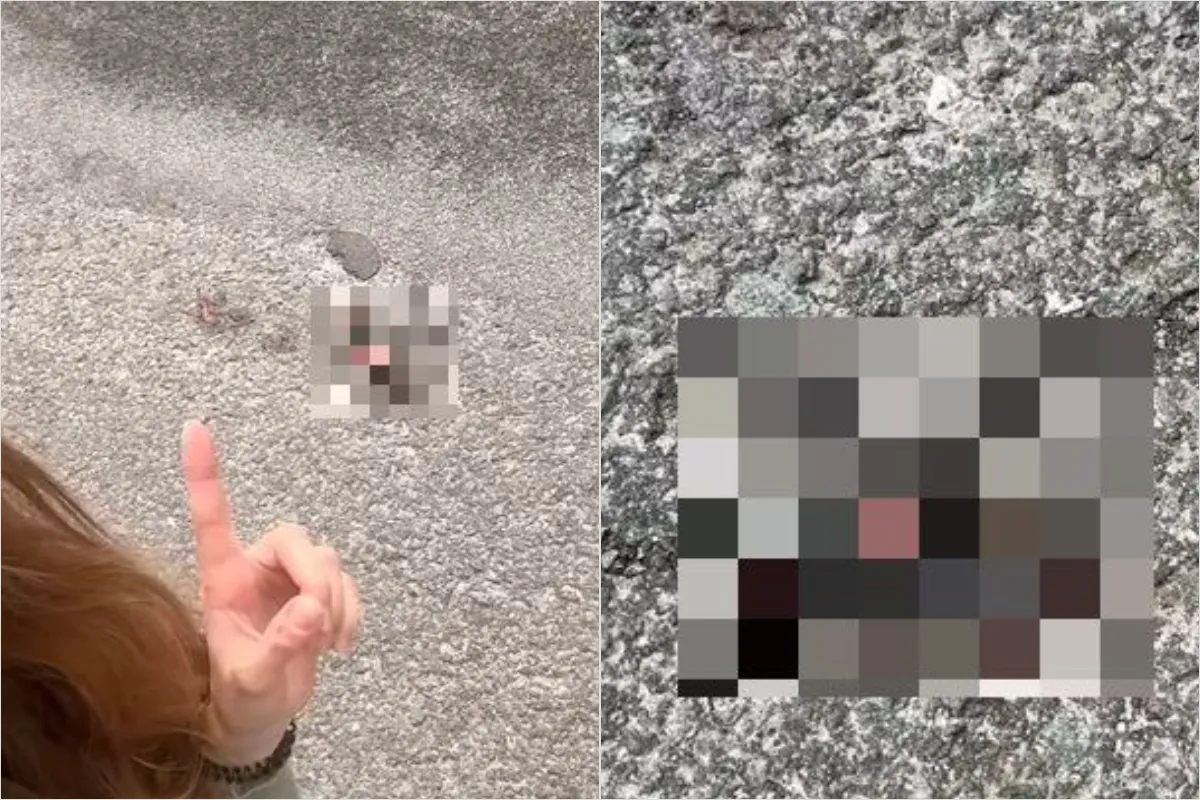 VIDEO: Vodiči v Sekierskej doline usmrcujú chránené živočíchy. Nejazdite ako blázni, apeluje poslankyňa zo Zvolena