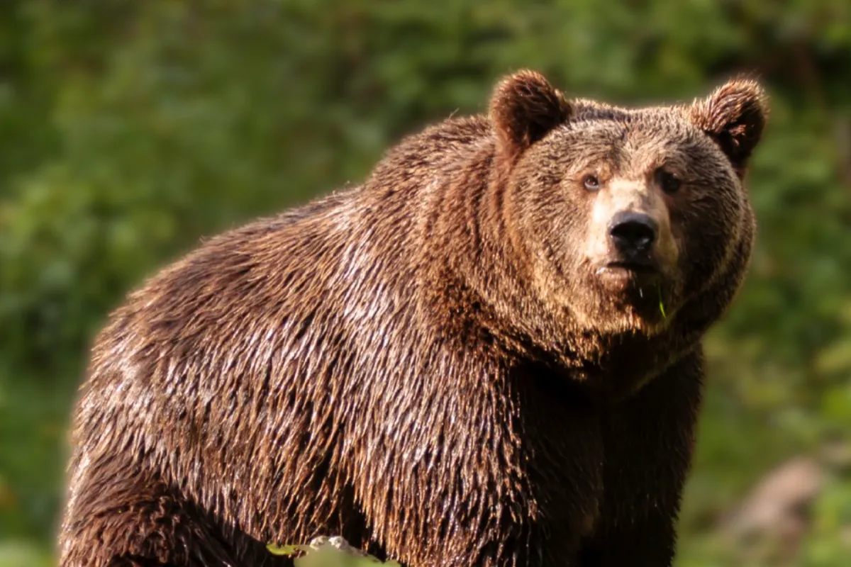 Na Urpíne sa pohybuje niekoľko medveďov. Mesto varuje pred rujou, pri pohybe v lese dbajte na bezpečnosť