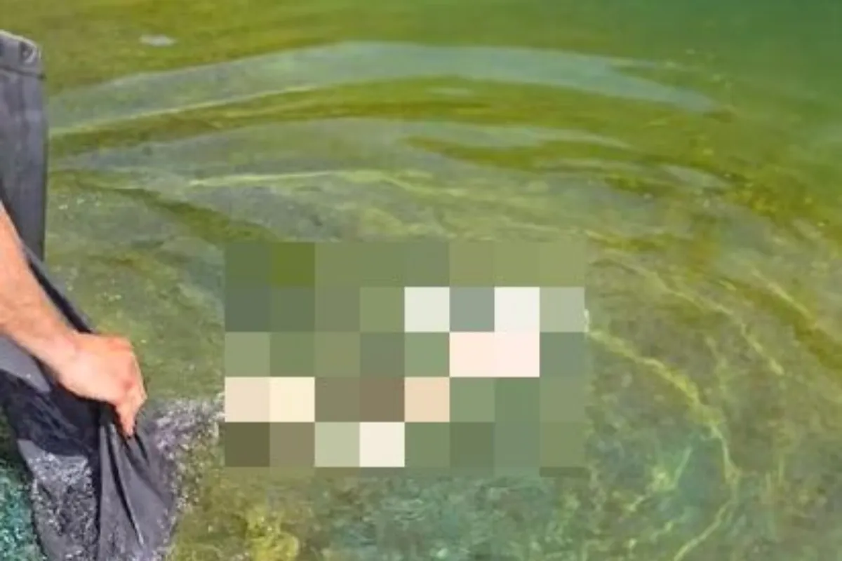 VIDEO: Kúpele Sliač majú nového obyvateľa jazierka, meno môžete vybrať aj vy, niektoré návrhy vás pobavia