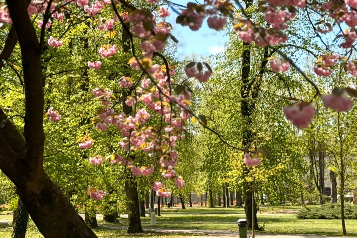 FOTO: Park na Tajovského čaká výrazná premena. Mesto plánuje stovky nových stromov