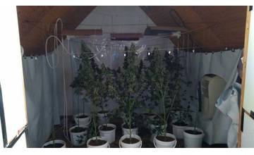 NAKA zadržala pestovateľa drog, miestnosť bola plná marihuany