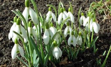 Za zber medvedieho cesnaku a snežienok v chránených oblastiach hrozí pokuta. Kde ich možno zbierať?