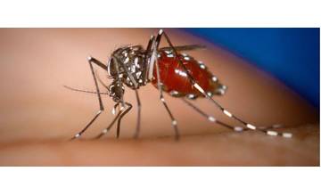 Kvôli vysokým teplotám sa rozmnožili tropické komáre, prenášajú vážne choroby