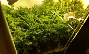 Polícia odhalila laboratórium na pestovanie marihuany v obci Čierny Balog