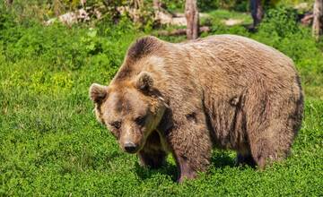 V obci pri Banskej Bystrici spozorovali medveďa, vyhnite sa tejto lokalite