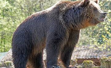 Kraj vyhlasuje mimoriadnu situáciu, problémy s medveďmi sa stupňujú