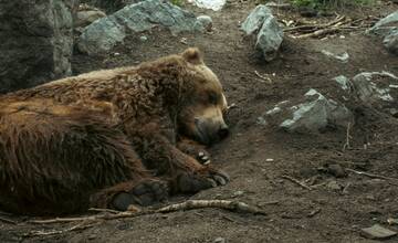 V Detve našli mŕtveho medveďa. Vyšetrovateľ začal trestné stíhanie