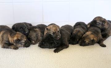 FOTO: Pomôžte policajtom vymyslieť mená pre nové šteniatka. Na aké písmeno musia začínať?