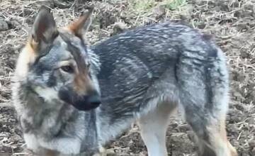 Plachá fena prešla už stovky kilomerov. Ak ju uvidíte, neváhajte to nahlásiť