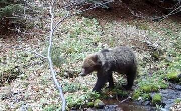 VIDEO: Pozrite si jedinečné zábery medveďa pri potoku v Kremnických vrchoch