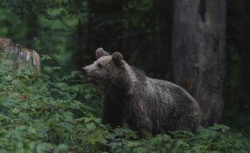 Pri obci Horná Mičiná spozorovali medveďa. Pohyboval sa v blízkosti rodinných domov