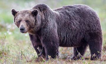 Medveďa spozorovali v okolí Vartovky, návštevníci by sa mali mať na pozore