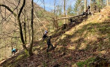 Poklad Banskej Bystrice: Lesníci vysadia do banskobystrických lesov 52-tisíc stromčekov