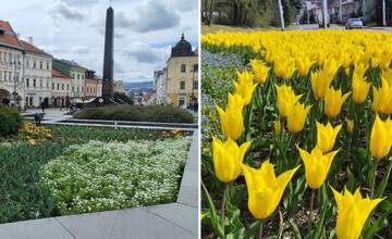 FOTO: Banská Bystrica bude farebnejšia. Spestrí ju takmer 58-tisíc vysadených kvetov 