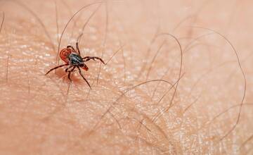 Kliešte môžu spôsobiť ochrnutie aj úmrtie. Ako sa pred nimi efektívne chrániť?