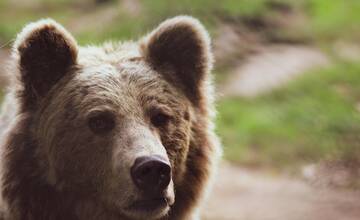 V Banskej Bystrici spozorovali medveďa. V tejto lokalite buďte opatrní
