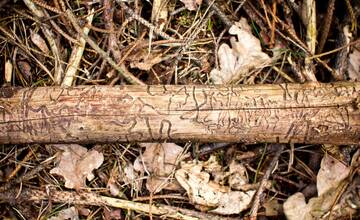 Lykožrút je premnožený. V troch okresoch Banskobystrického kraja vyhlásili mimoriadnu situáciu