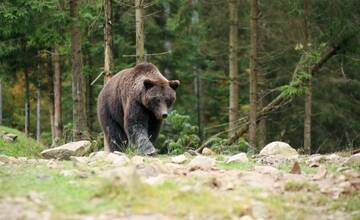 VIDEO: Bojíte sa stretu s medveďom? Vďaka týmto tipom sa mu môžete vyhnúť