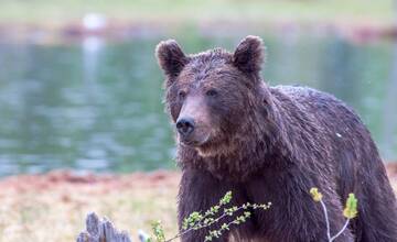 Medveď hnedý nakoniec na rybára nezaútočil. Člen rybárskeho zväzu divoké zviera iba videl