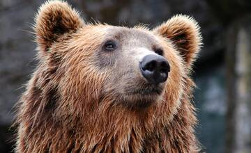 Obec pri Brezne upozorňuje na výskyt medveďa. Lokalitu monitoruje polícia aj zásahový tím
