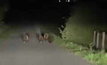 VIDEO: V obci Dúbravy natočili medvediu rodinku. Reakcie ľudí na zábery sú rôzne