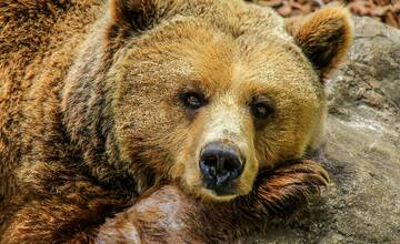 Obec pri Sliači upozorňuje na výskyt medveďa. Občanov prosí o obozretnosť