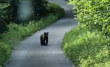 VIDEO: V obci Janova Lehota spozorovali mladého medveďa, obec vyzýva k opatrnosti