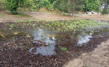 Miesto jazierka mokraď v strede parku. Obľúbené miesto na zvolenskom sídlisku trápi nadmerná vlhkosť