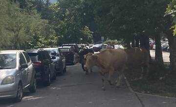FOTO: Kravy na sídlisku? V Banskej Bystrici sa prechádzali už viackrát, mestská polícia reaguje