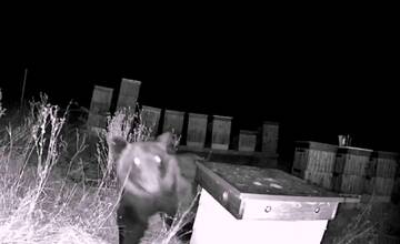 VIDEO: Pri včelnici neďaleko obce Lutila vyčíňal medveď. Spôsobil značné škody, majiteľom nebudú preplatené