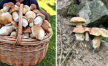 FOTO: Chystáte sa cez víkend na huby? Takto sa darí hubárom v okolí Bystrice