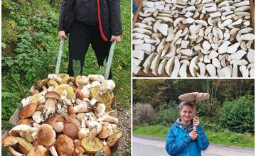 FOTO: Na Horehroní už košík nestačí, na huby chodia s fúrikom. Našli aj bedľu veľkú ako dáždnik