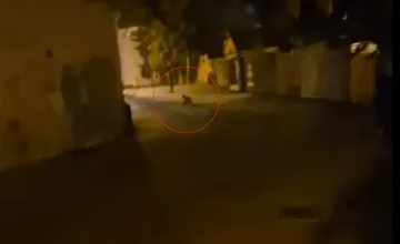 VIDEO: Vo Zvolene sa potuluje nebojácna zver. Keď sa ju obyvatelia snažili odplašiť, namierila si to priamo na nich